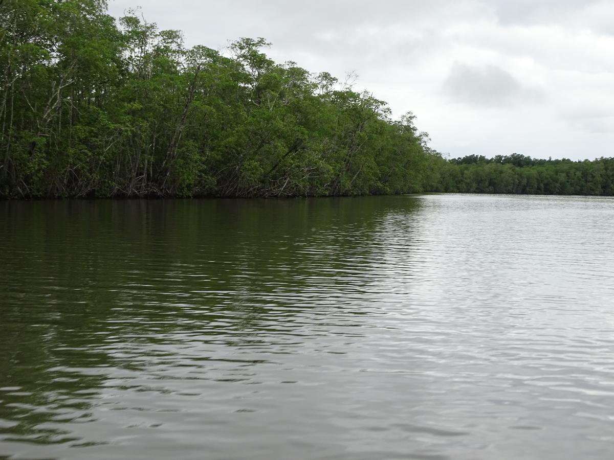 Hostel Osa Tucan Drake Drake Bay ภายนอก รูปภาพ